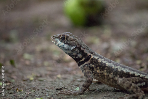 Gecko on the sugar loaf mountain, Rio de Janeiro, Brazil, South America