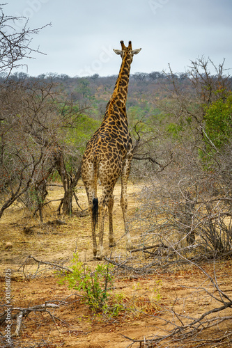 giraffes in kruger national park  mpumalanga  south africa 31