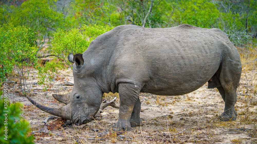 white rhino in kruger national park, mpumalanga, south africa 28