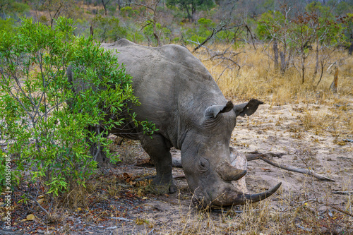 white rhino in kruger national park, mpumalanga, south africa 55 © Christian B.