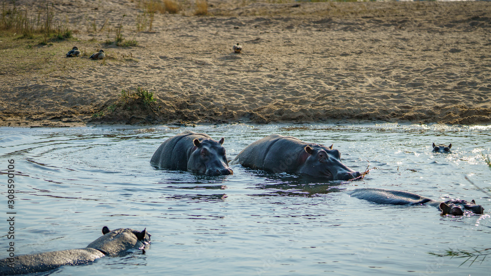 Fototapeta premium hippos in kruger national park, mpumalanga, south africa 19