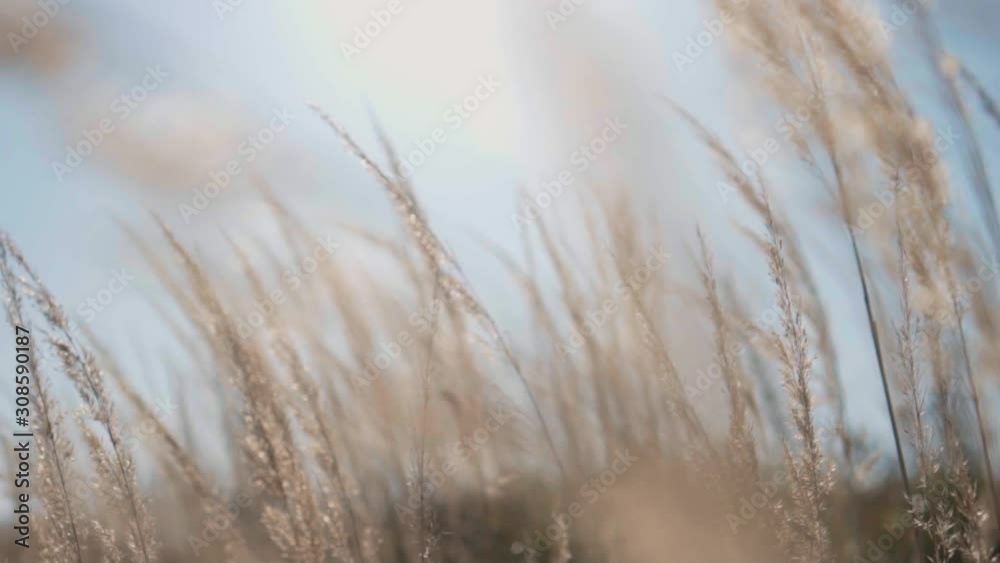 spikelets in the field in the setting sun spikelets in the field in the setting sun