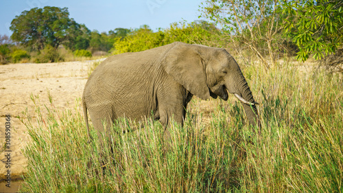 elephant in kruger national park  mpumalanga  south africa 20