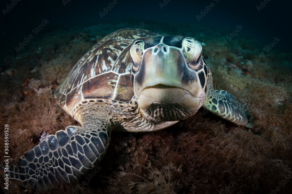 A Green Turtle Beautiful and endangered green turtles - Chelonia mydas -  take refuge in the warm waters of Komodo National Marine Park in Indonesia.