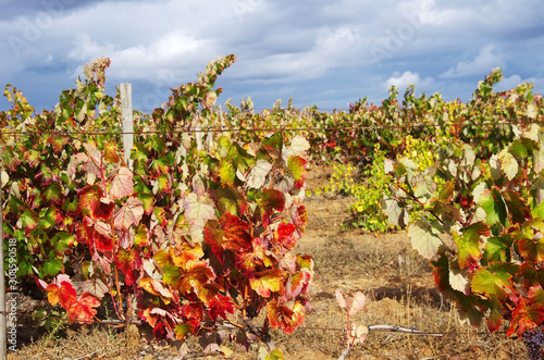 autumn vineyard landscape and cloudsky photo