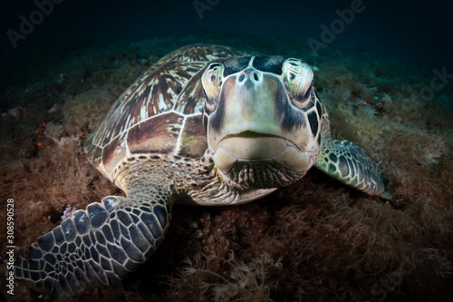 A Green Turtle Beautiful and endangered green turtles - Chelonia mydas -  take refuge in the warm waters of Komodo National Marine Park in Indonesia. © nickeverett1981