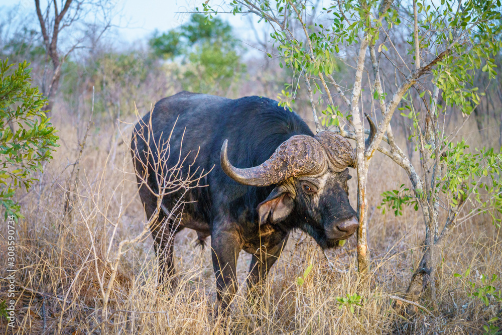 Obraz premium african buffalo in kruger national park, mpumalanga, south africa 2