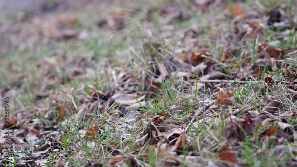 Dry autumn leaves and blades of grass in a meadow in late autumn. Wind sways blades of grass and dead wood Dry autumn leaves and blades of grass in a meadow in late autumn. Wind sways blades of grass and dead wood