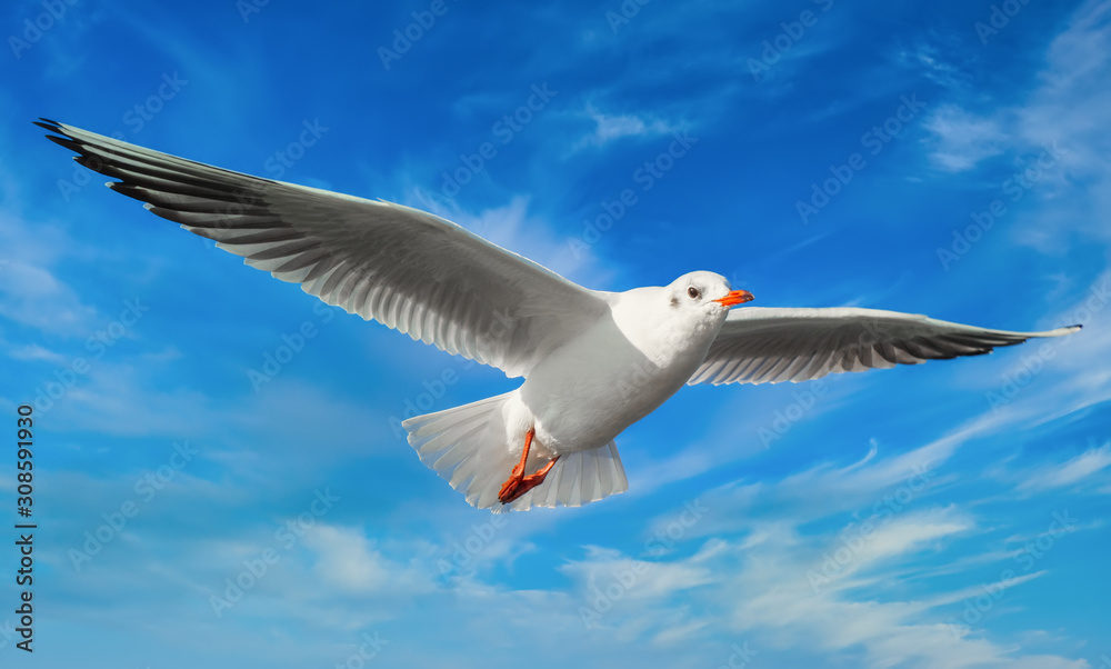 Möwe Möwe
