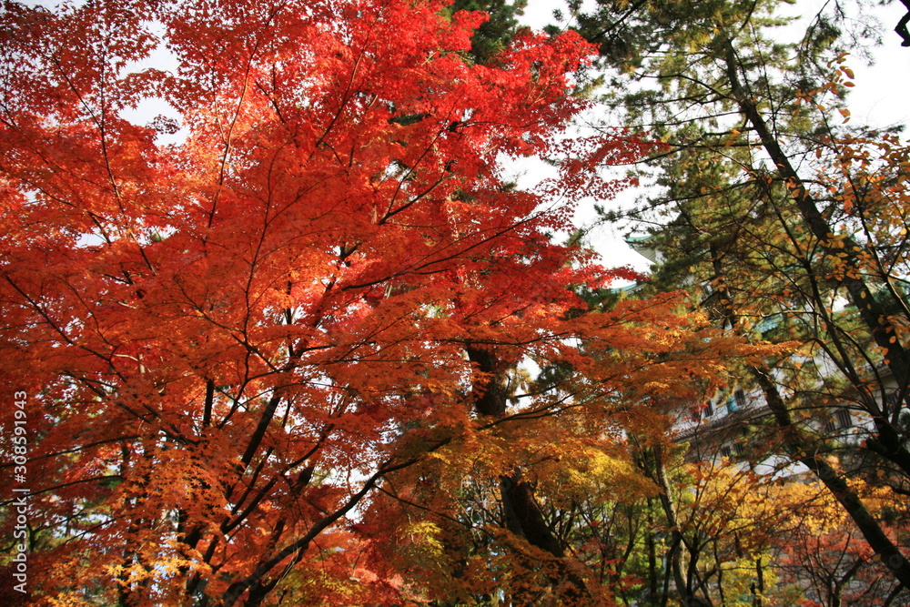 日本の秋　名古屋城の紅葉
