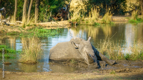 white rhino at a pond in kruger national park, mpumalanga, south africa 2