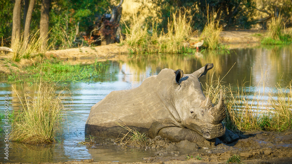 white rhino at a pond in kruger national park, mpumalanga, south africa 29 white rhino at a pond in kruger national park, mpumalanga, south africa 29