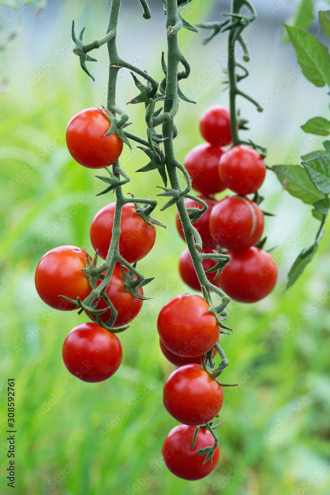 Ripe natural tomatoes growing on a branch in the garden. Ripe natural tomatoes growing on a branch in the garden.