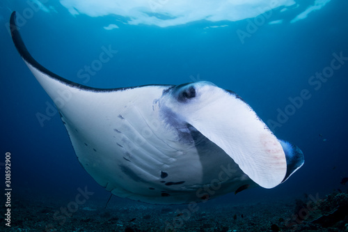 A Manta Ray - Manta alfredi - swims in the blue sea of Indonesia. Taken in Komodo National Park.