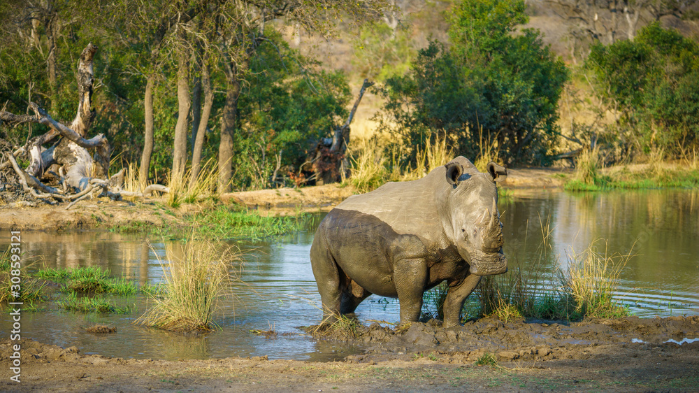 Fototapeta premium white rhino at a pond in kruger national park, mpumalanga, south africa 69