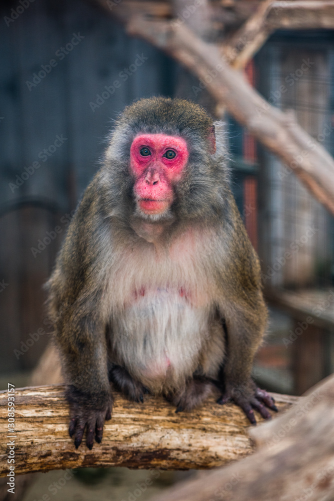 Portrain of Japanese Macaque Monkey Sitting on Tree Trunk in ZOO