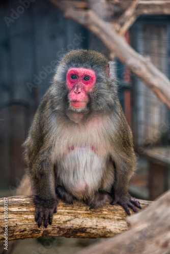 Portrain of Japanese Macaque Monkey Sitting on Tree Trunk in ZOO © kaycco