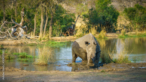 white rhino at a pond in kruger national park, mpumalanga, south africa 72