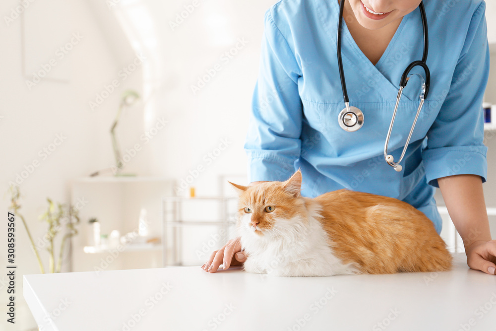 Female veterinarian examining cute cat in clinic - obrazy, fototapety, plakaty 