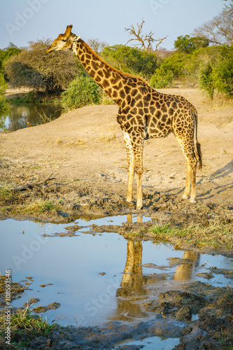 giraffe in kruger national park, mpumalanga, south africa