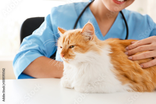 Female veterinarian examini...