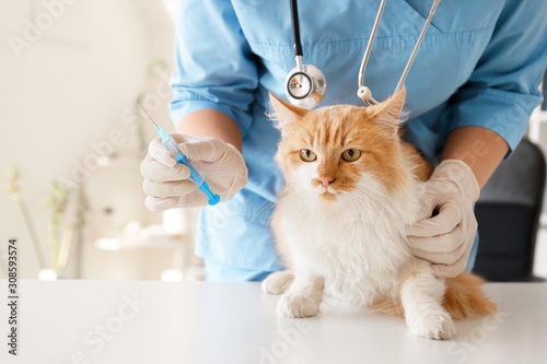 Female veterinarian vaccinating cute cat in clinic