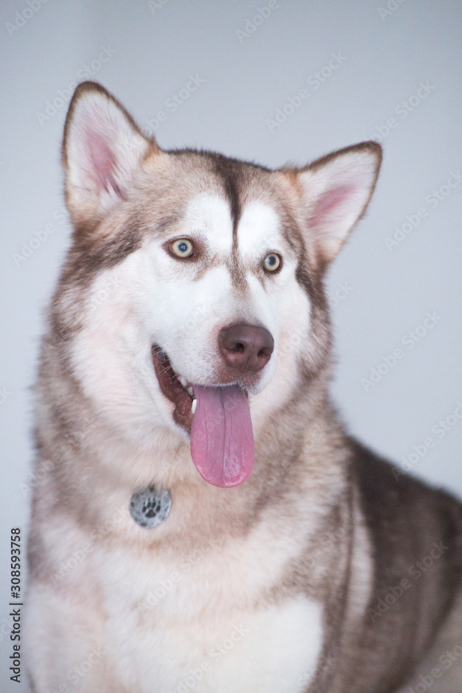 Portrait of a big gray dog breed malamute