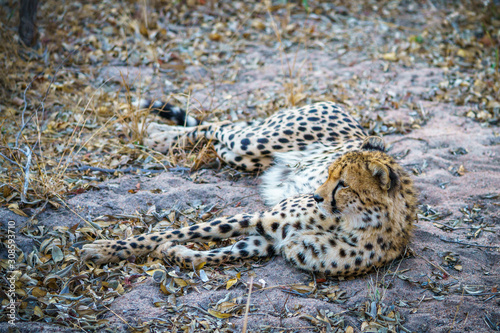 cheetah in kruger national park, mpumalanga, south africa