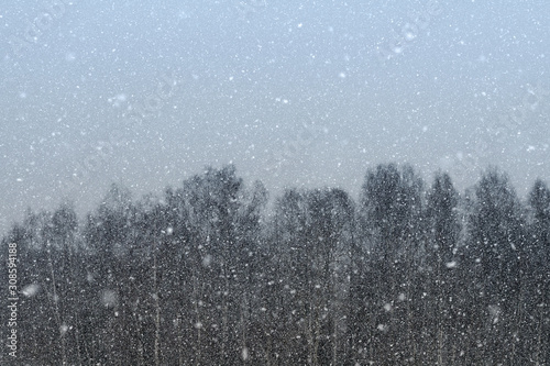 Snowing. Evening winter landscape, beautiful winter nature, snow storm on forest background