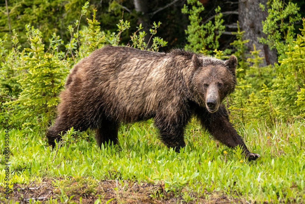 one grizzly bear walking edge of woods 