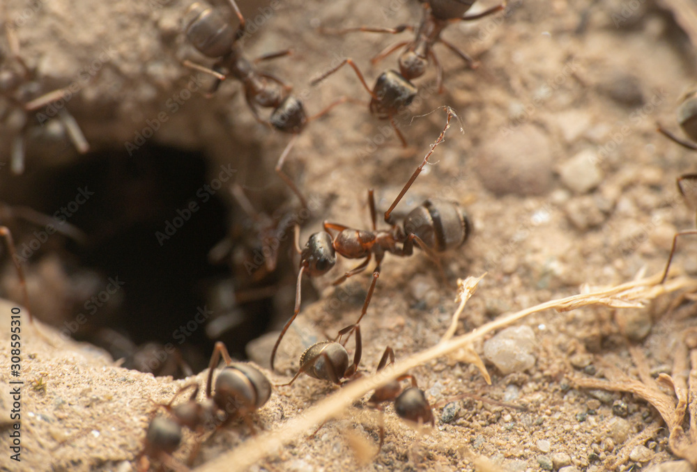 ants in a nest hole ants in a nest hole