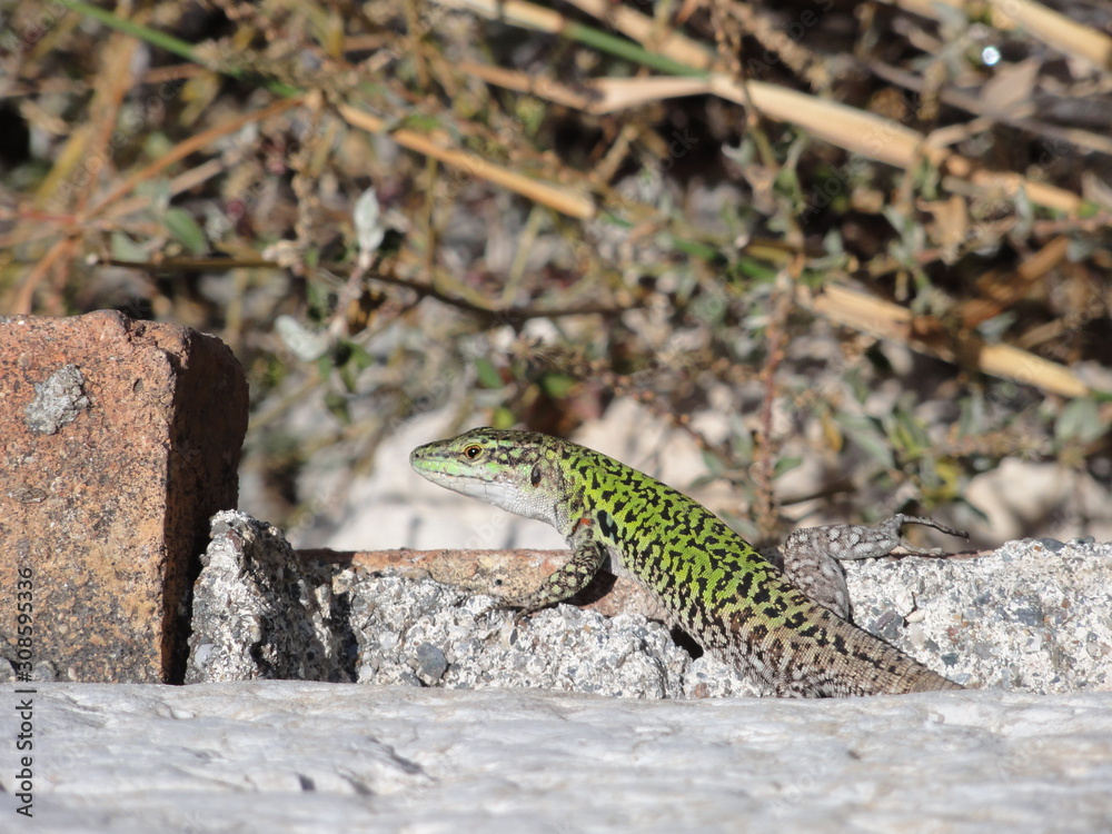 Grüne Salamander Echse Eidechse auf Sizilien Italien Grüne Salamander Echse Eidechse auf Sizilien Italien