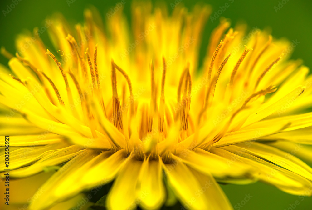 Fototapeta premium Dandelion yellow flower closeup macro