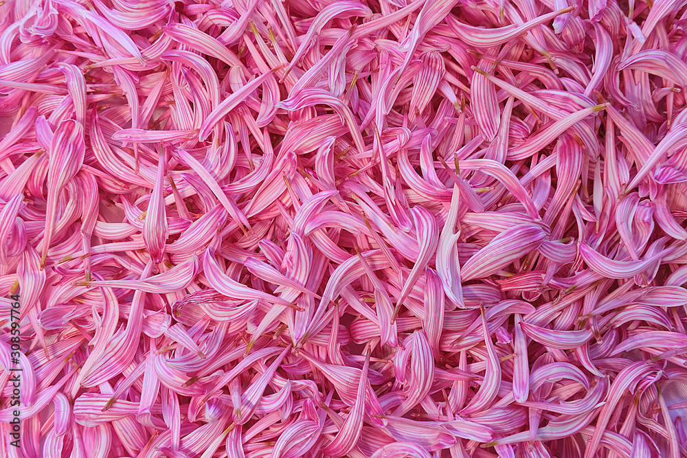 chrysanthemum Pink flower petals