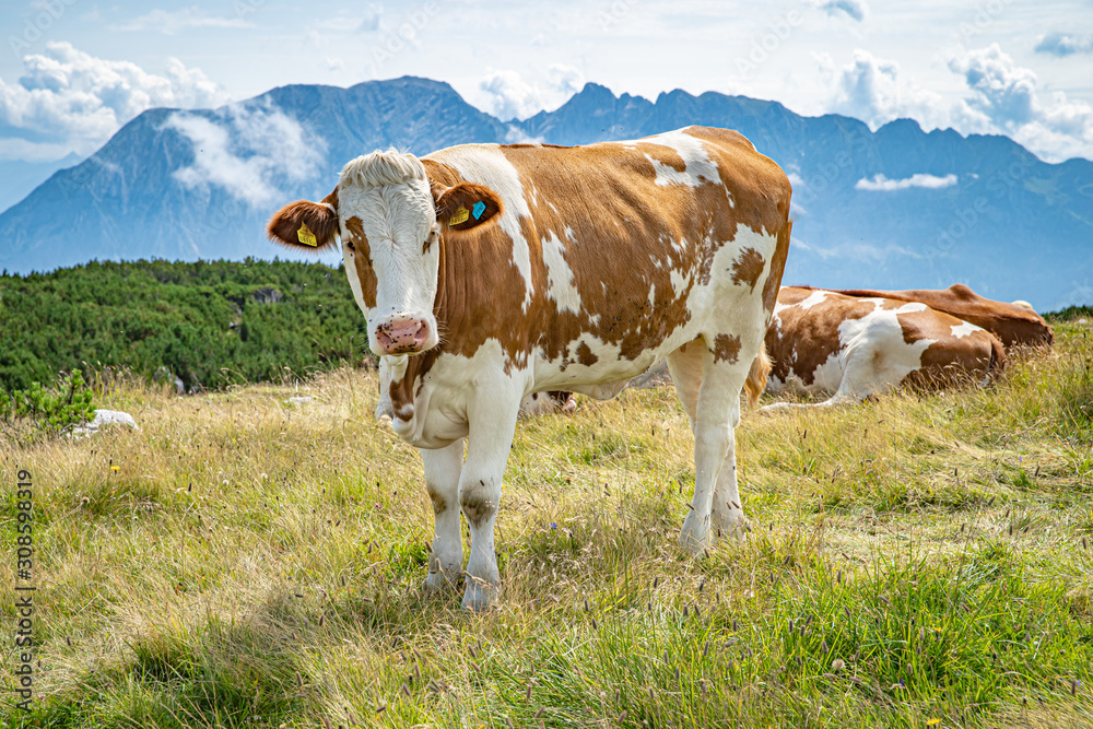 Cows on a mountain peak graze in the wild Cows on a mountain peak graze in the wild