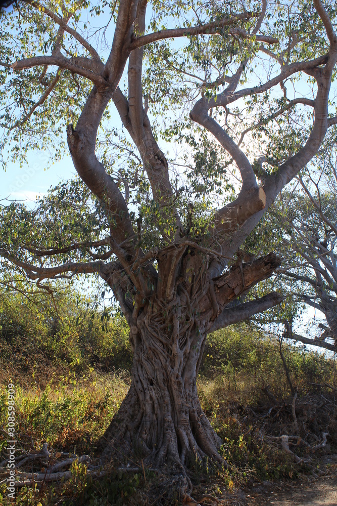 Obraz premium Hughe tree