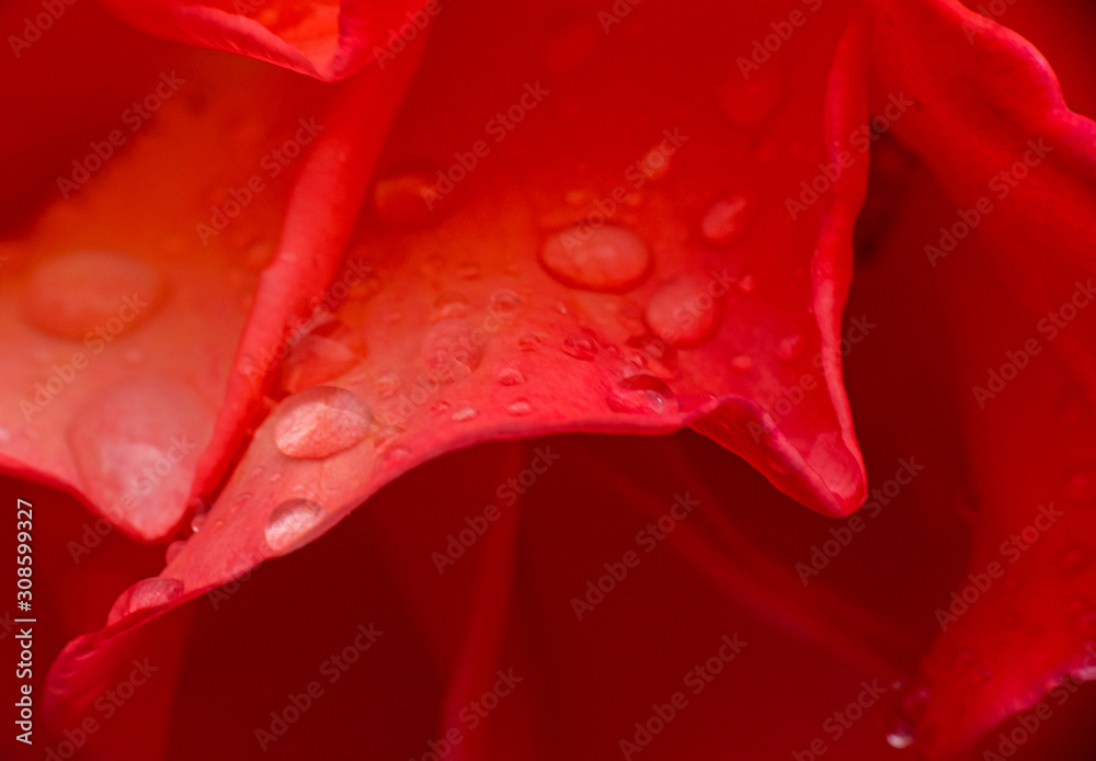 red rose rain drop macro red rose rain drop macro