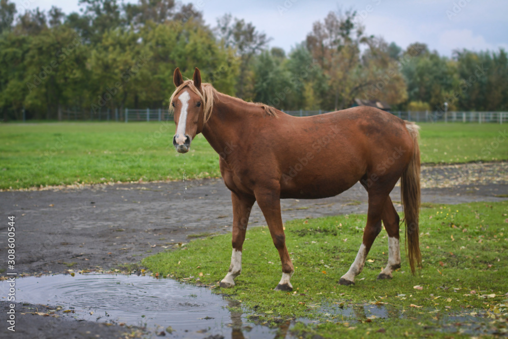 Obraz premium Beautiful horse on a background of autumn nature. Country rural landscape. Stock Photo Background