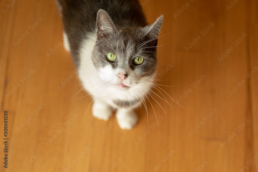 A grey and white tabby cat standing on hardwood floors