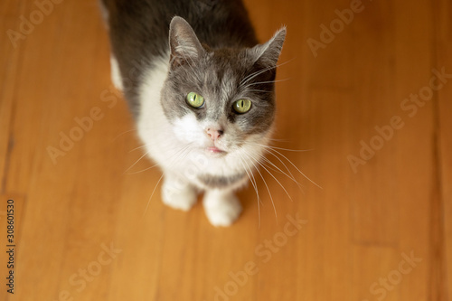 A grey and white tabby cat standing on hardwood floors