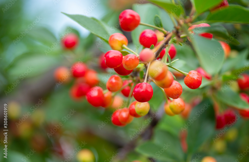 sour cherries on tree clous up sour cherries on tree clous up