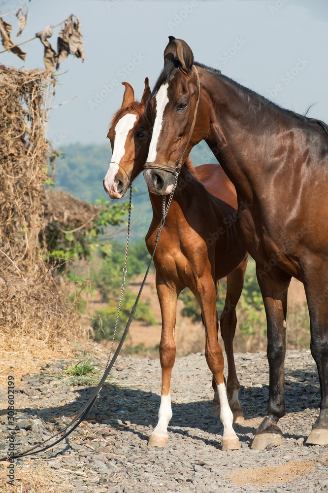 Marwari mare with her foal posing in garden. Gujarat, India Marwari mare with her foal posing in garden. Gujarat, India