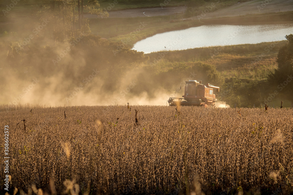 Naklejka premium soy harvest