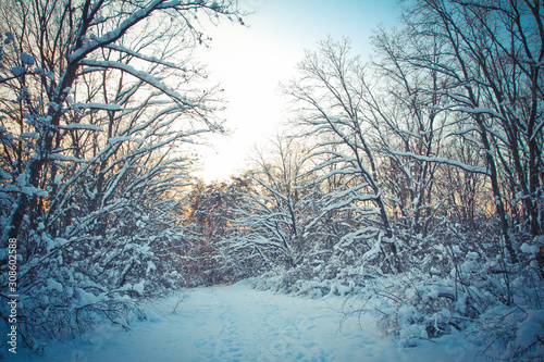 Winter landscape Snow-covered road in the forest. Cold Siberia. New Year's, Christmas view. Morning in the nature