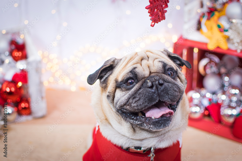 perro pug perro pug