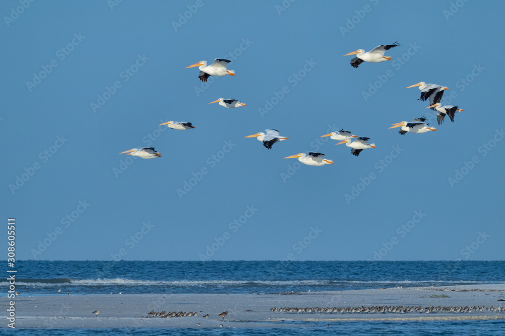 White Pelicans in flight in the early morning light at Fort De Soto Park, St. Petersburg, Florida