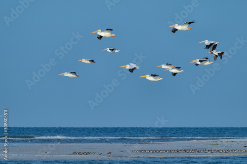 White Pelicans in flight in the early morning light at Fort De Soto Park  St. Petersburg  Florida