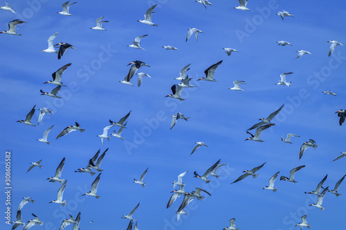 Royal terns, Sandwich terns, Least terns, Forster’s Terns, Caspian Terns and Black Skimmers in flight on the Gulf Coast, North Beach, Fort De Soto Park, Saint Petersburg, Florida