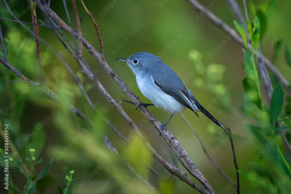 Blue-gray gnatcatcher at Powell Creek Preserve in Southwest Florida