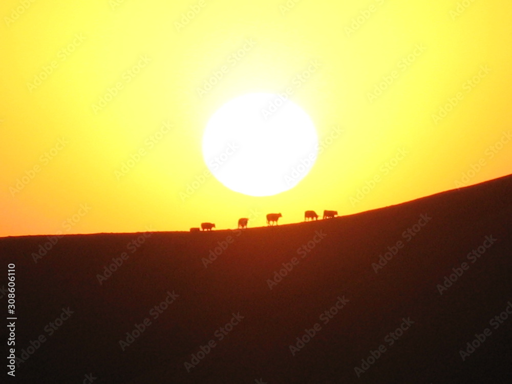 Fototapeta Rinder Herde läuft über den Bergrücken genau durch die untergehende Sonne in Kalifornien USA